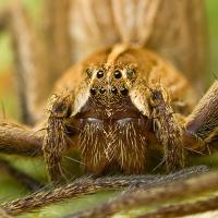 Nursery Web Spider 